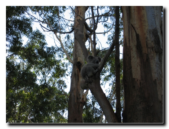 044 Koala